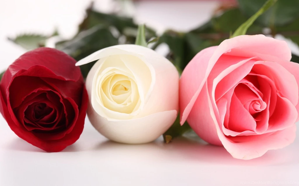 Three Different Colors Of Roses Wallpaper,Three HD Wallpapers ...