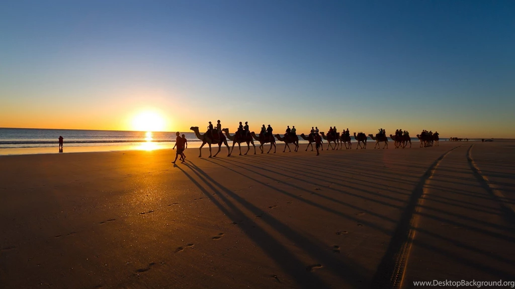 Animal Nature Camel Desert Bing Hd 4k Wallpapers Wallpapers ...