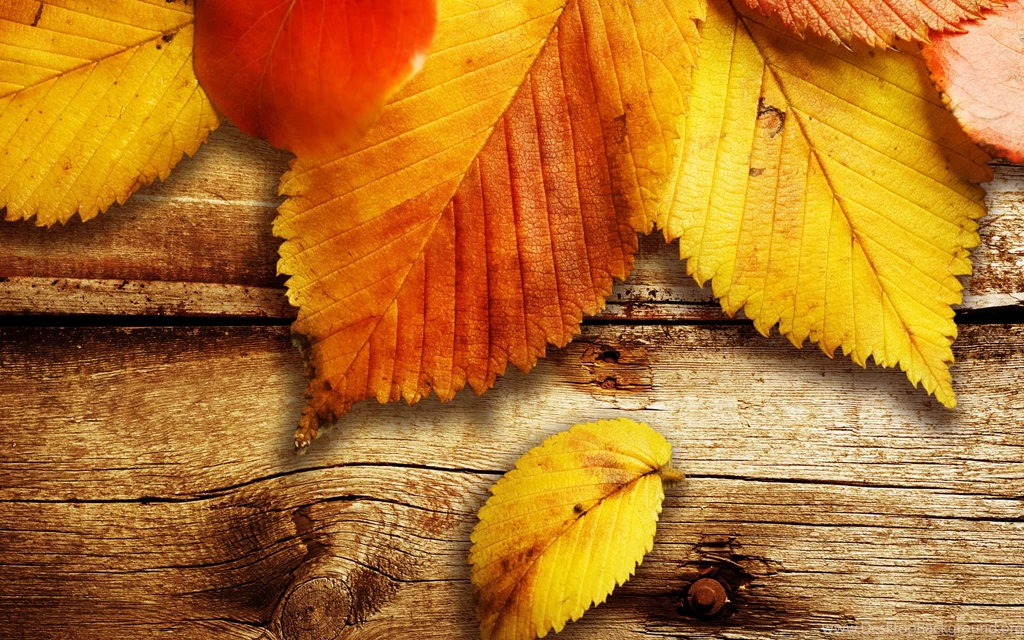 Autumn Wallpaper Backgrounds Version 562 Seo Wallpapers
