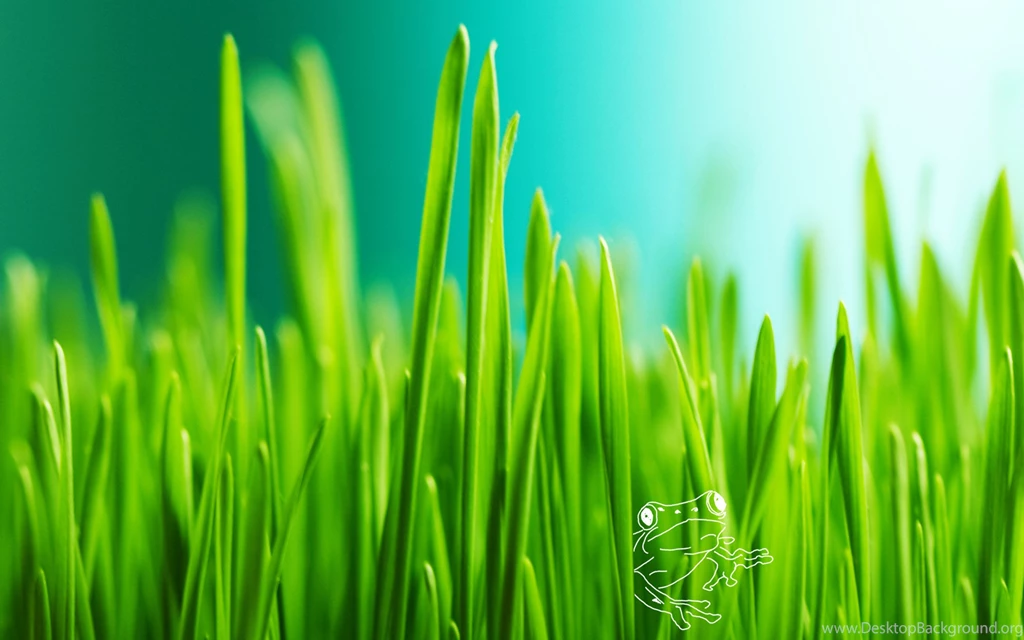 Beautiful Grass Wallpapers Download For PC