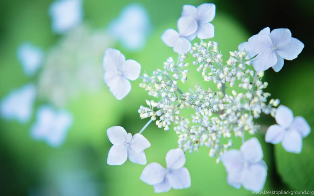 Flower Wallpapers Archives Page 5 Of 16 WideWallpaper.info ...