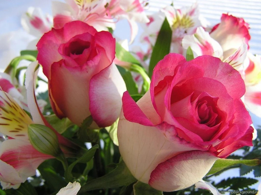 Rose Flower High Definition Hd Wallpapers