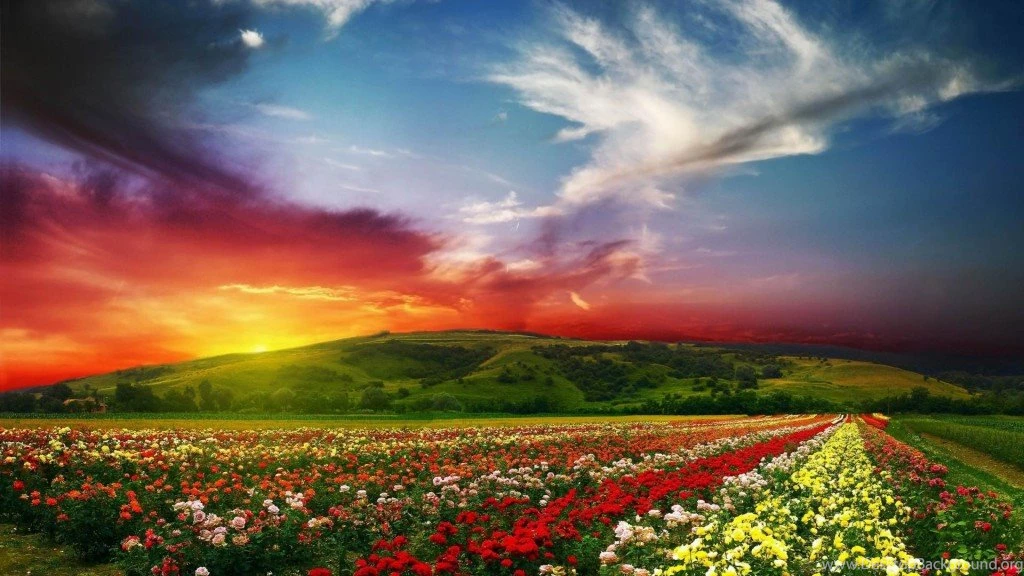 Flowers Garden HD Wallpapers HD Images New