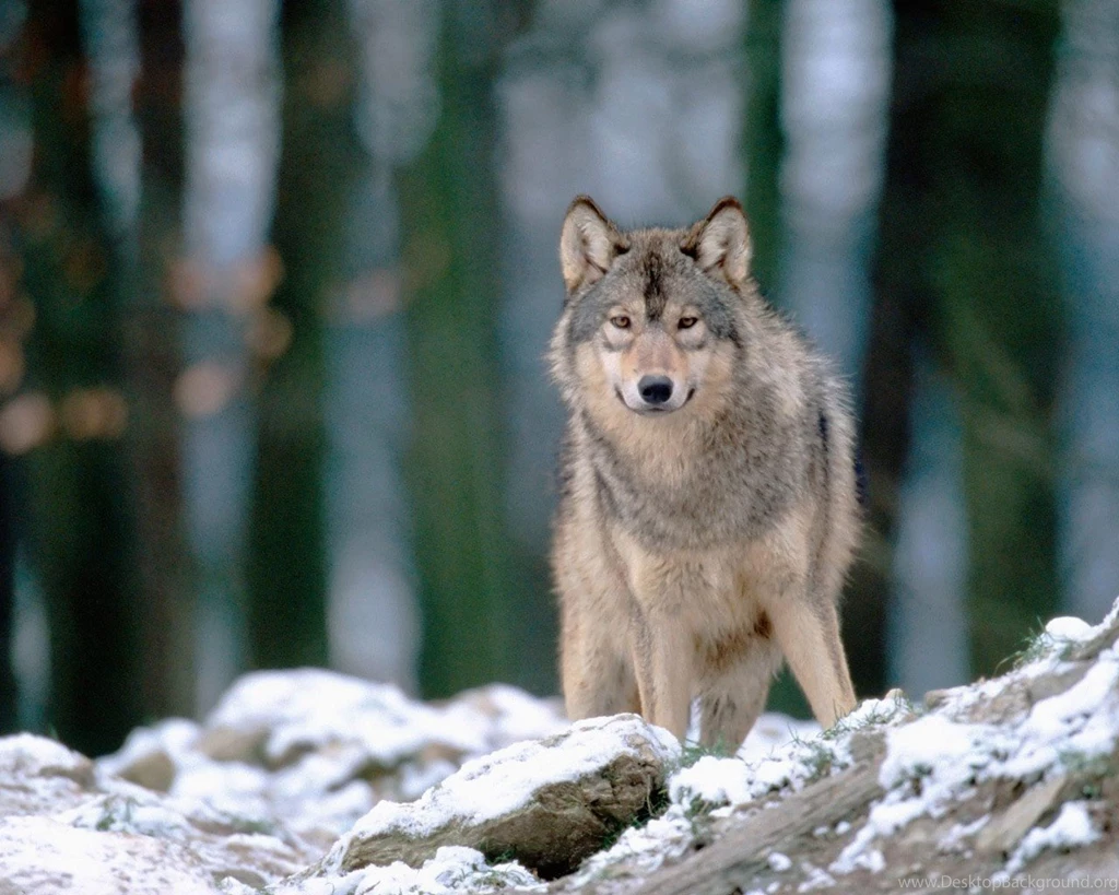 Dogs: LOBO Animal Natureza Frio Fauna Neve High Quality Wallpapers ...