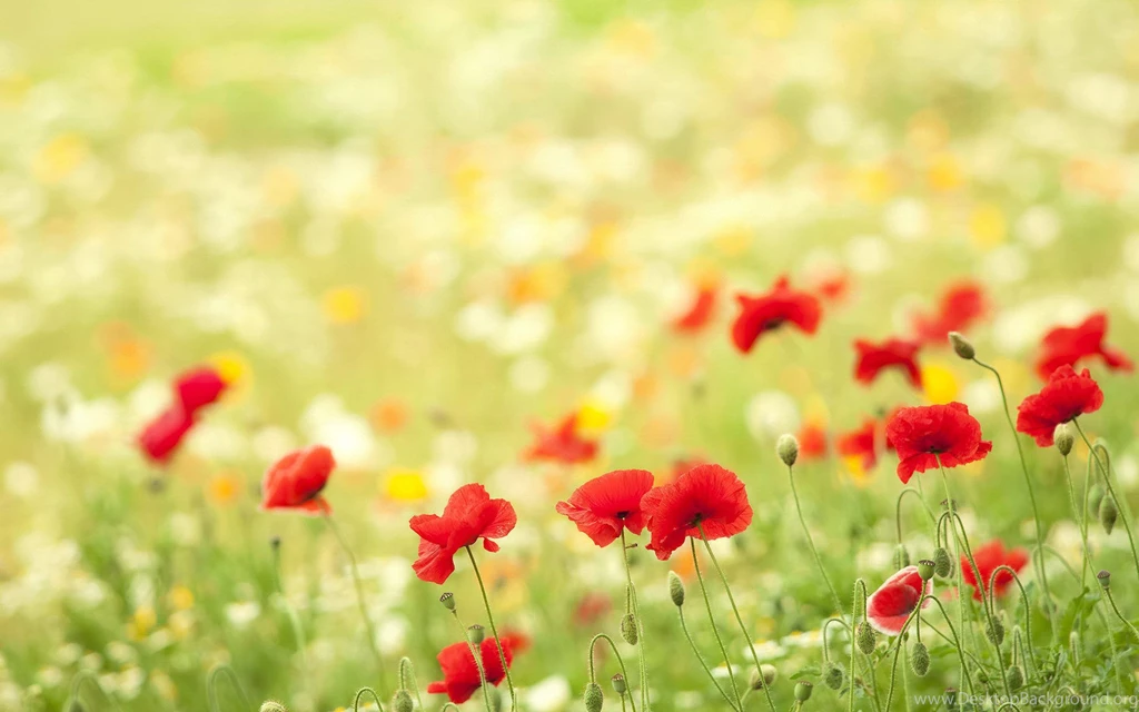 Beautiful Nature & Landscapes Wallpapers