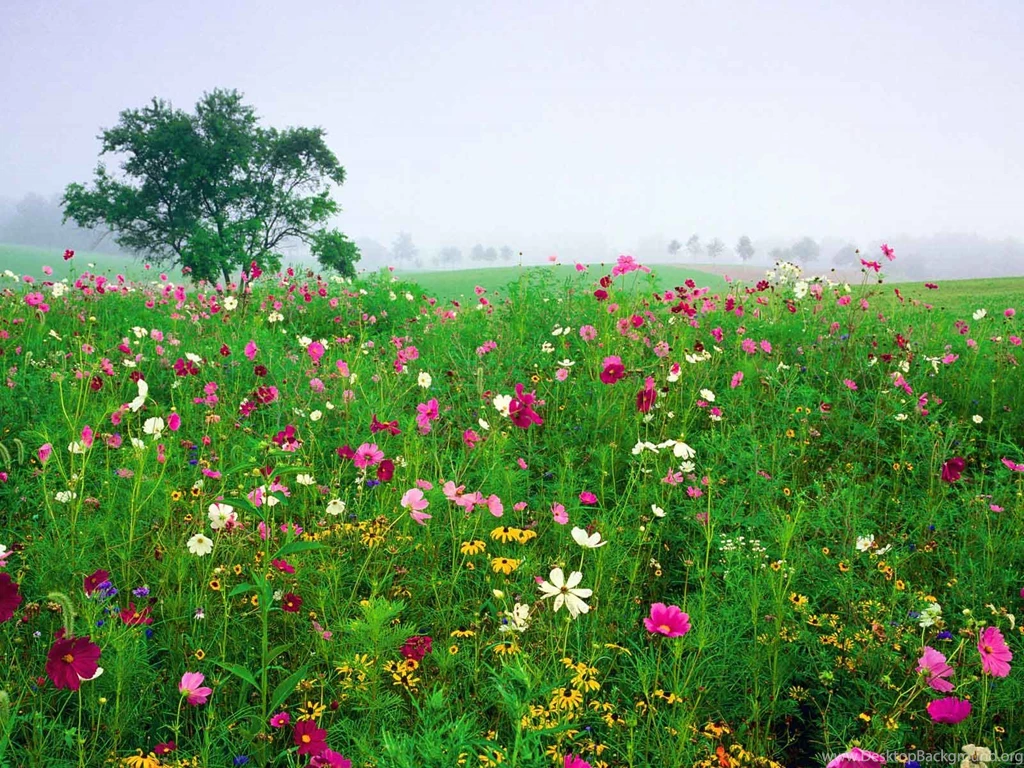 Household Flowers Desktop Wallpapers