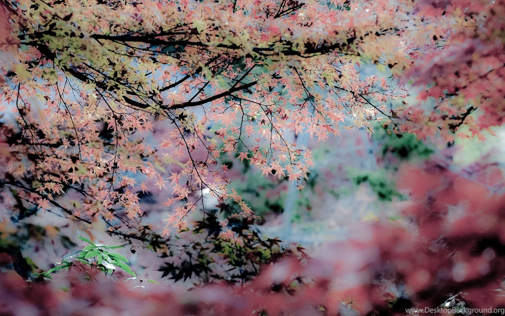 Jeffrey Friedl S Blog Pastel Fall Foliage Courtesy Of Lightroom Desktop Background