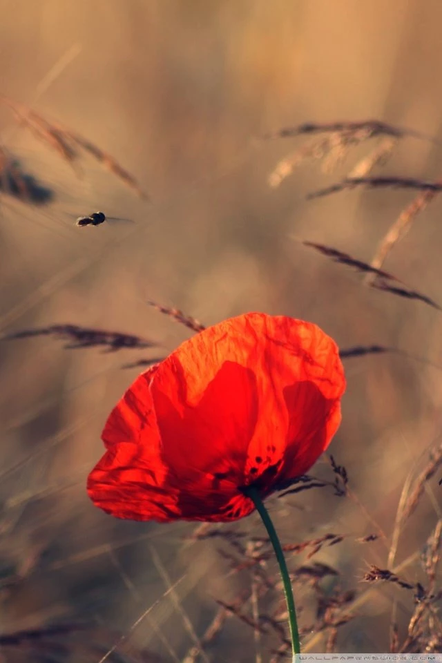 Red Poppy HD Desktop Wallpapers : High Definition : Fullscreen ...