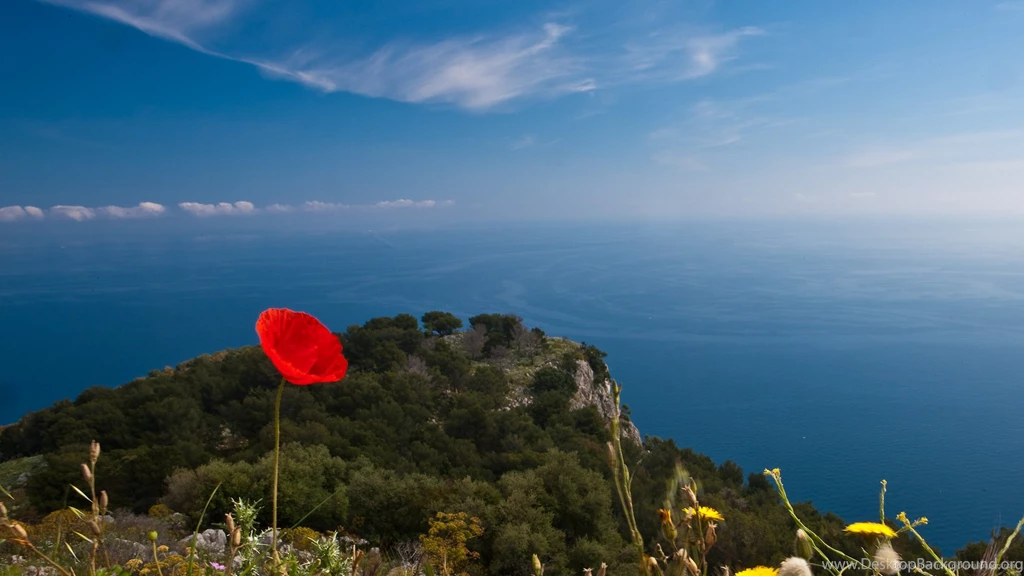 HD Lone Red Poppy On The Top Of The World Wallpapers
