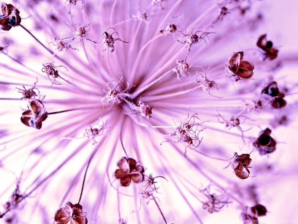 Justpictcom Purple Flower Abstract Wallpapers Desktop Background