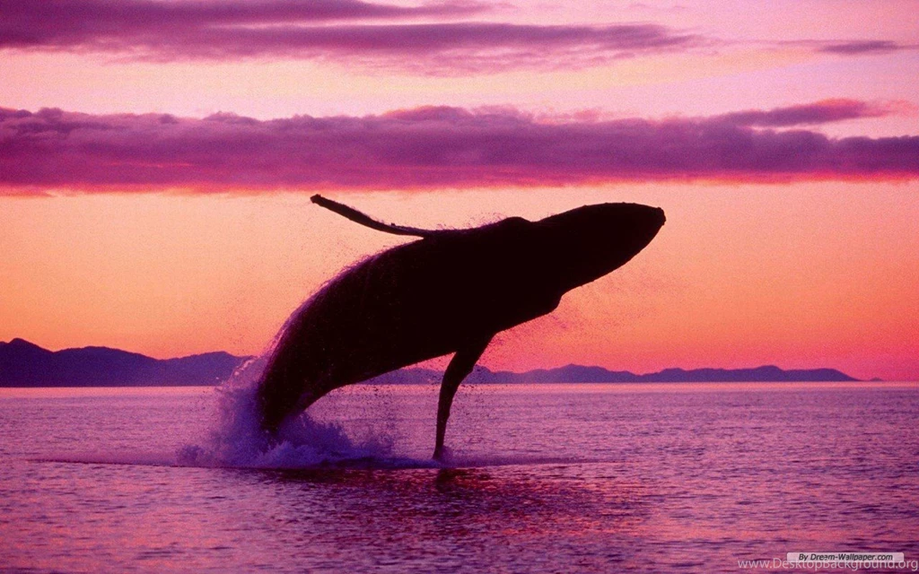 Free Wallpapers Free Animal Wallpapers Marine Life 1 Wallpapers ...