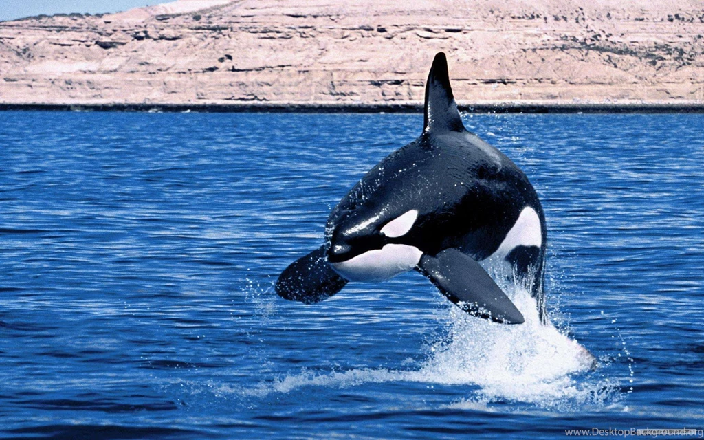 Free Wallpapers Free Animal Wallpapers Marine Life 1 Wallpapers ...