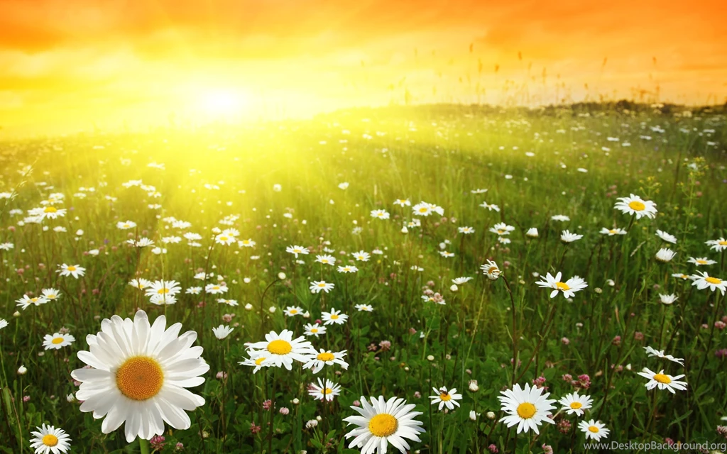 Sunny Day Wallpapers