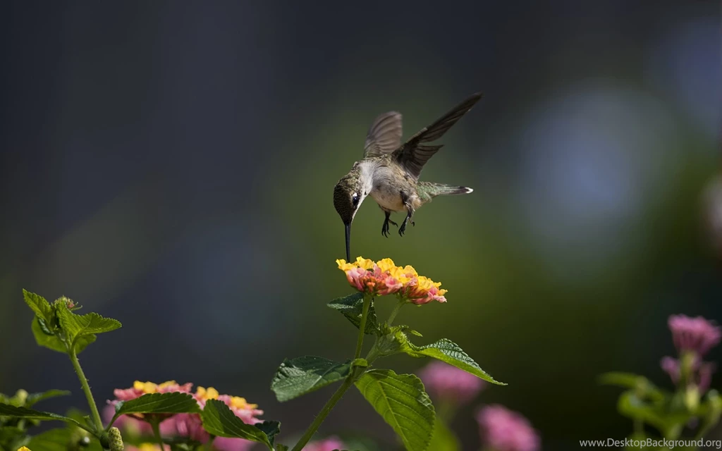 Hummingbird Computer Wallpapers, Desktop Backgrounds