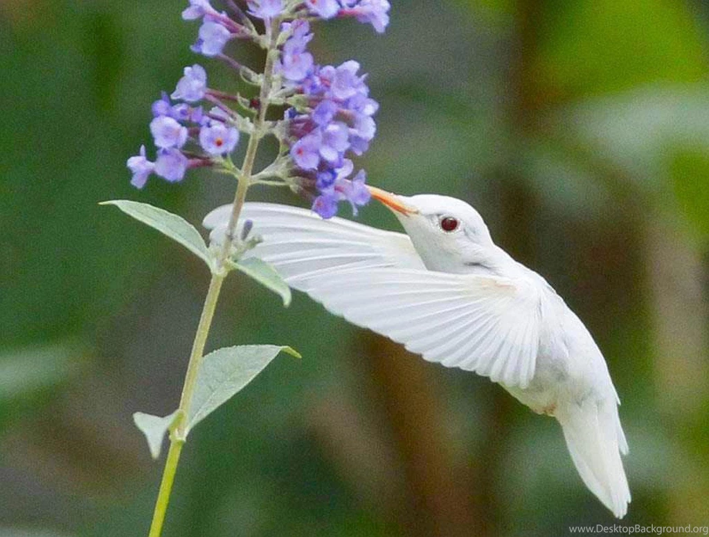 RARE ALBINO HUMMINGBIRD WALLPAPER (