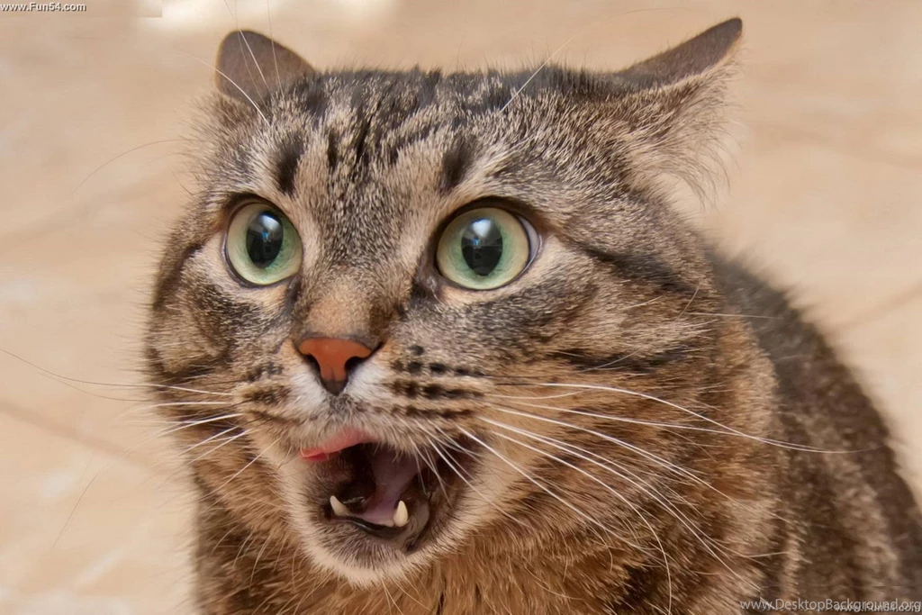 Funny Angry Cats 25 Hd Wallpapers Funnypicture.org