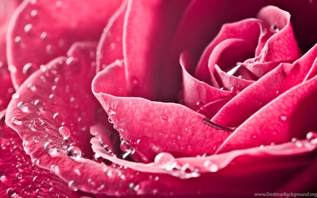Flower Images Hd Download Download