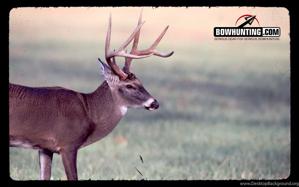 Deer Hunting Wallpapers Wallpapers Cave