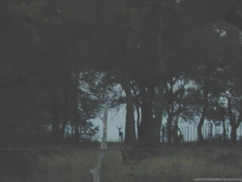 Bowhunting Wallpapers