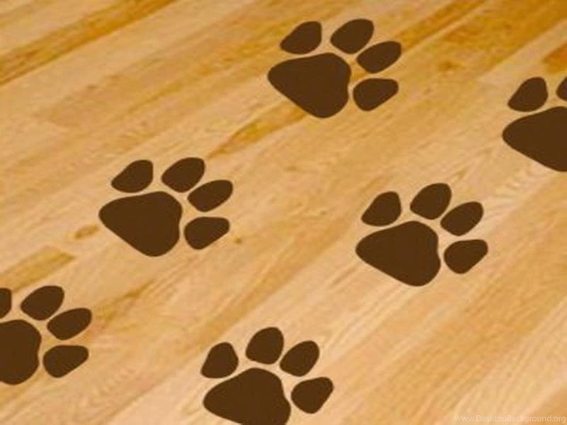 Download Free Dog Print Wallpapers For Home The Quotes Land