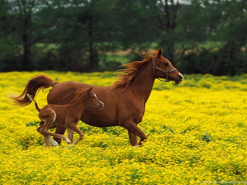 Horse Farm HD Wallpapers