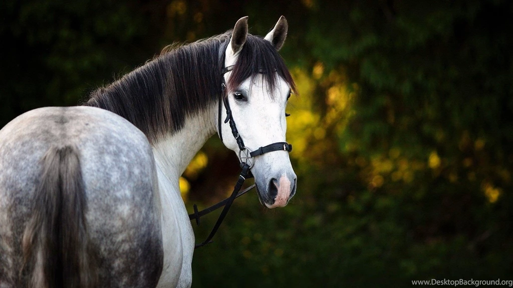 The White Horse HD High Definition Wallpapers Wallpapers109 A ...