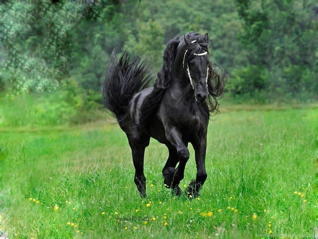 Black Horse HD Resolution Wallpapers Mbagusi.com