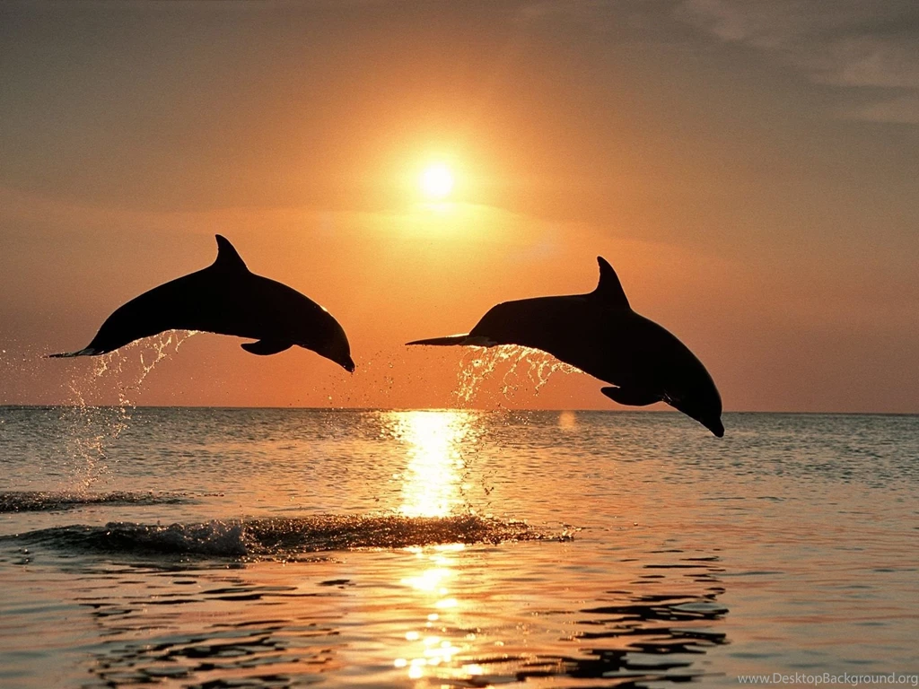 Dolphin Backgrounds Wallpapers Cave