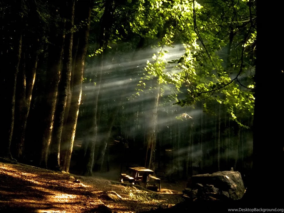 When The Woods Are Scary: Enchanted Forests Like Brothers Grimm ...
