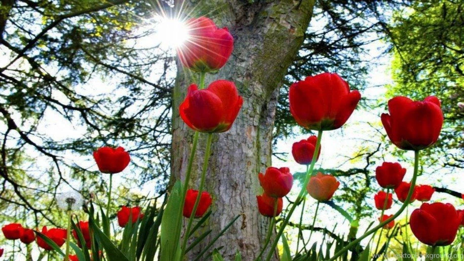Beautiful Picture Desktop Backgrounds Widescreen Red Tulip Flower ...