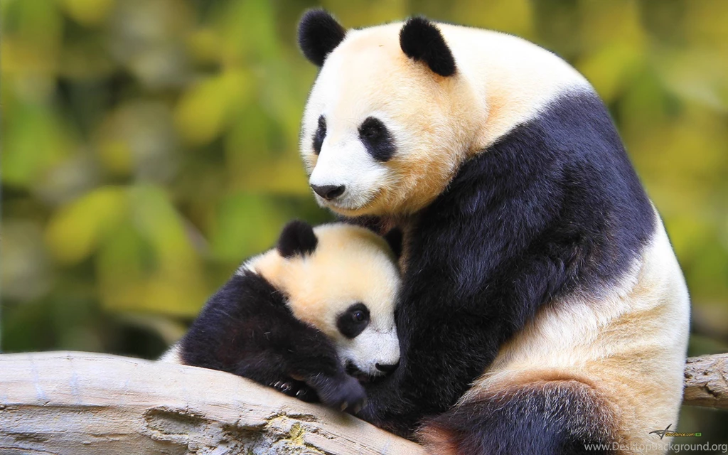 Jestingstock.com Baby Giant Pandas Wallpapers
