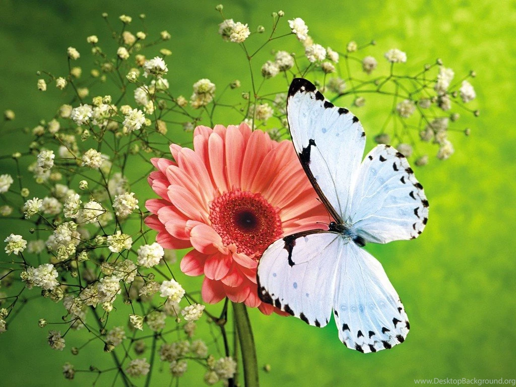 HD Butterfly Wallpapers