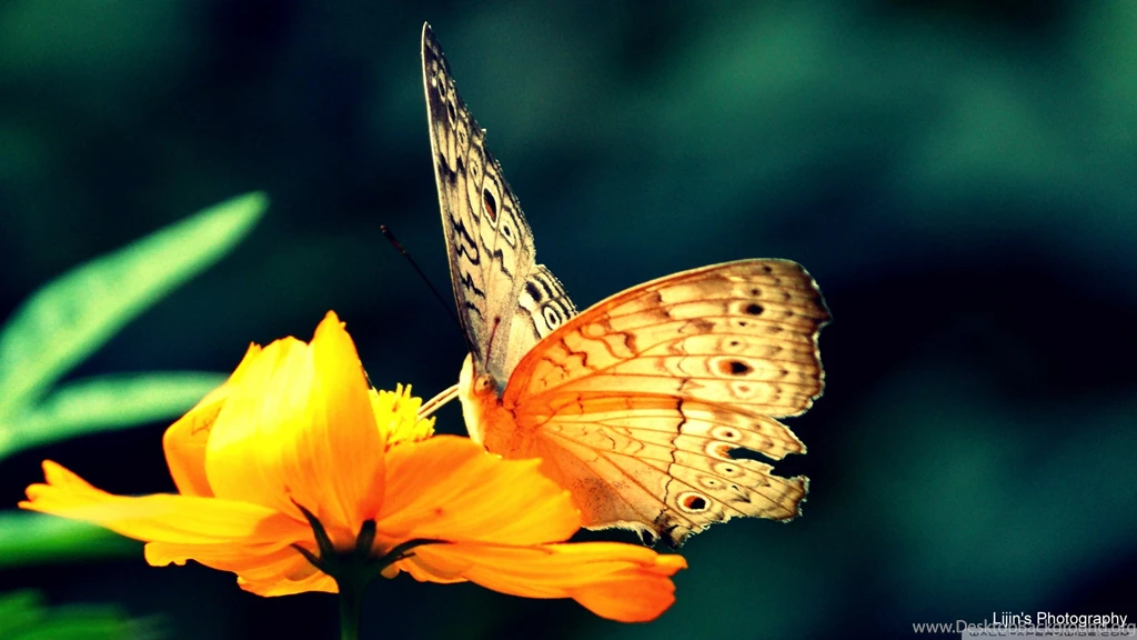 Butterfly Hd – 1903812Beautiful Butterfly Wallpapers For Desktop ...