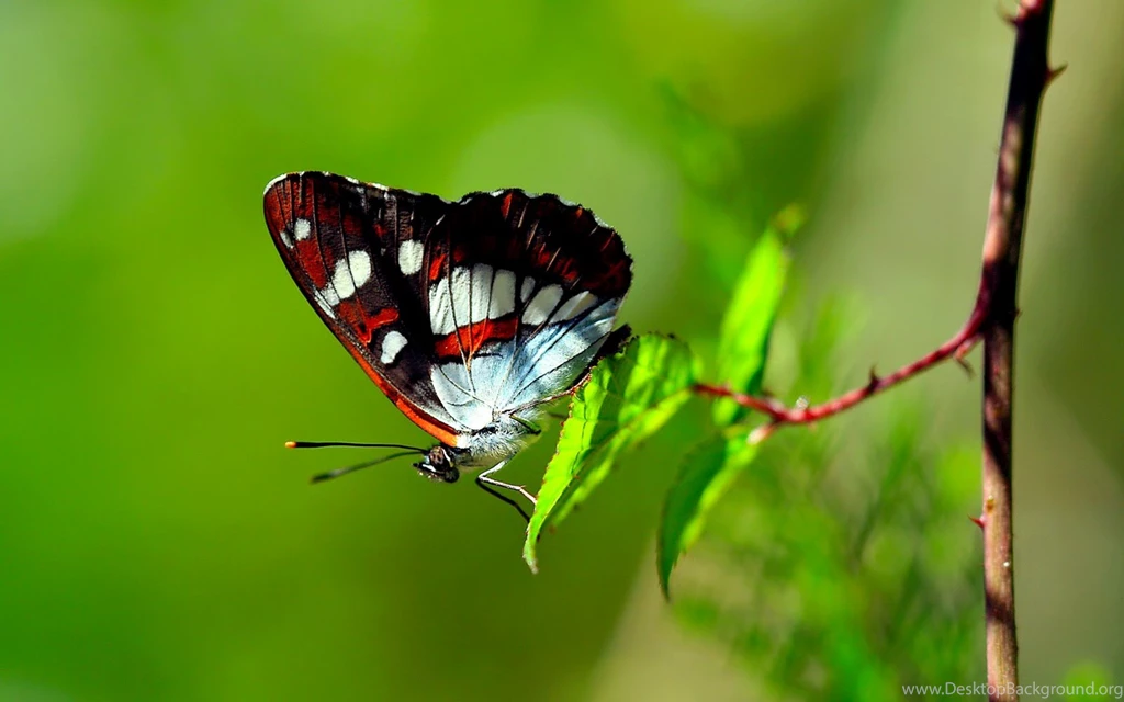 Desktop hd butterfly pics kids.jpg