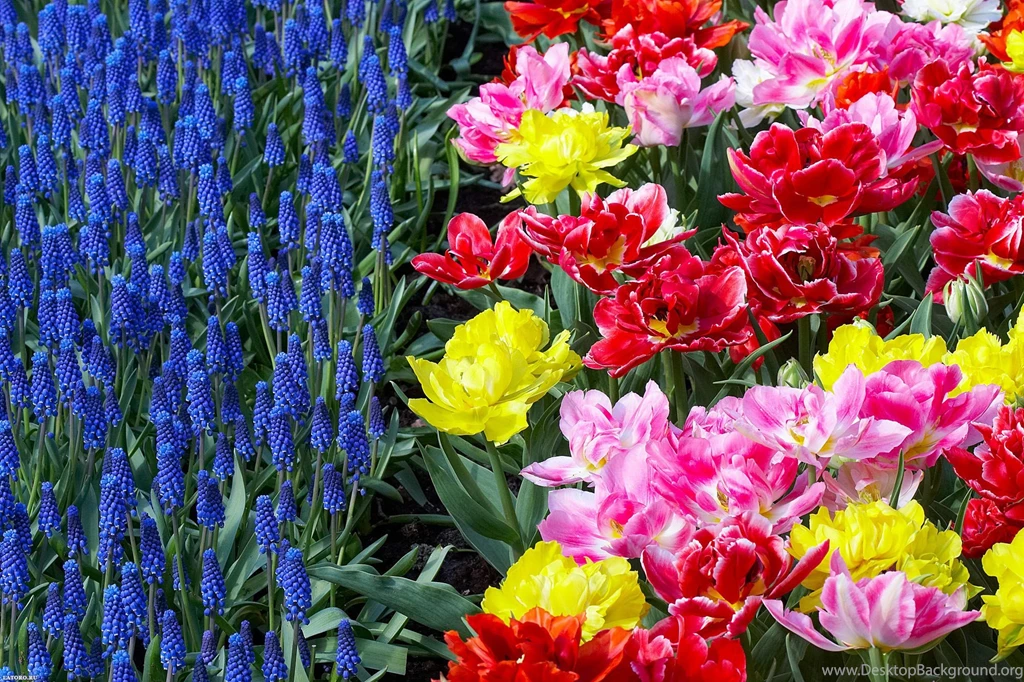 Flowers Desktop Wallpapers FREE On Latoro.com