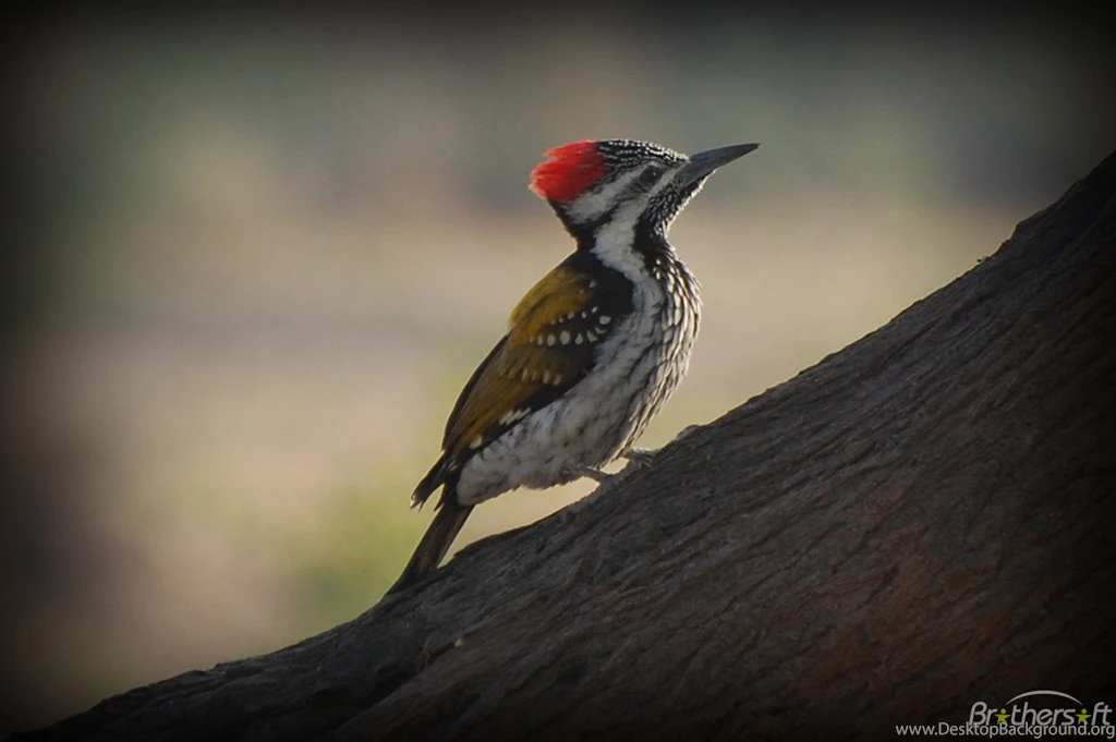 Download Free Woody Woodpecker Screensaver, Woody Woodpecker ...