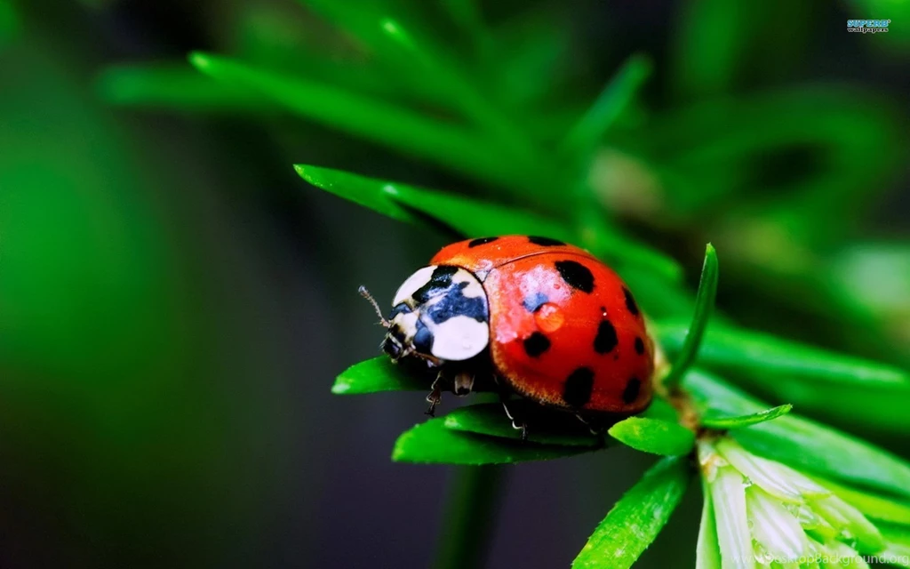 HD Ladybug Wallpapers And Photos