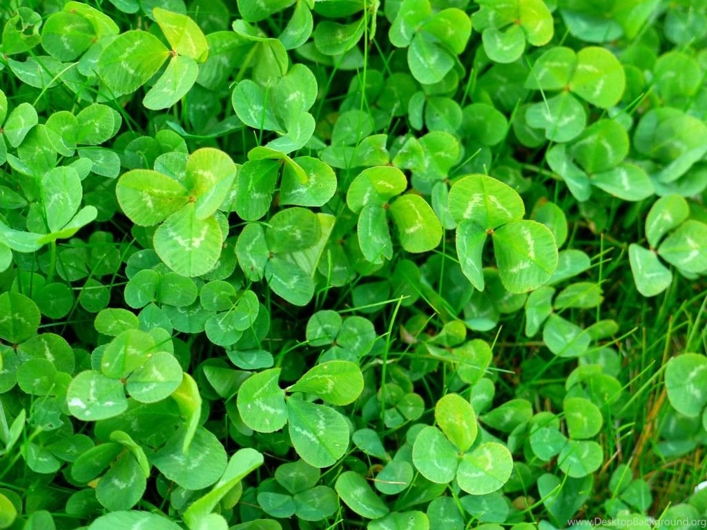 Shamrock Backgrounds Wallpapers Wallpapers Cave