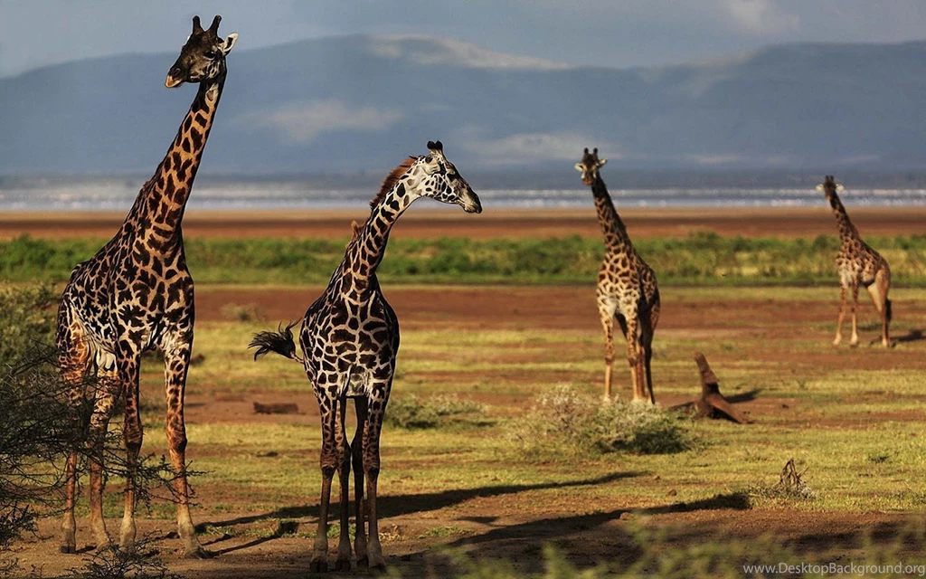 HD Giraffes Wallpapers And Photos ~ Trends Wallpapers