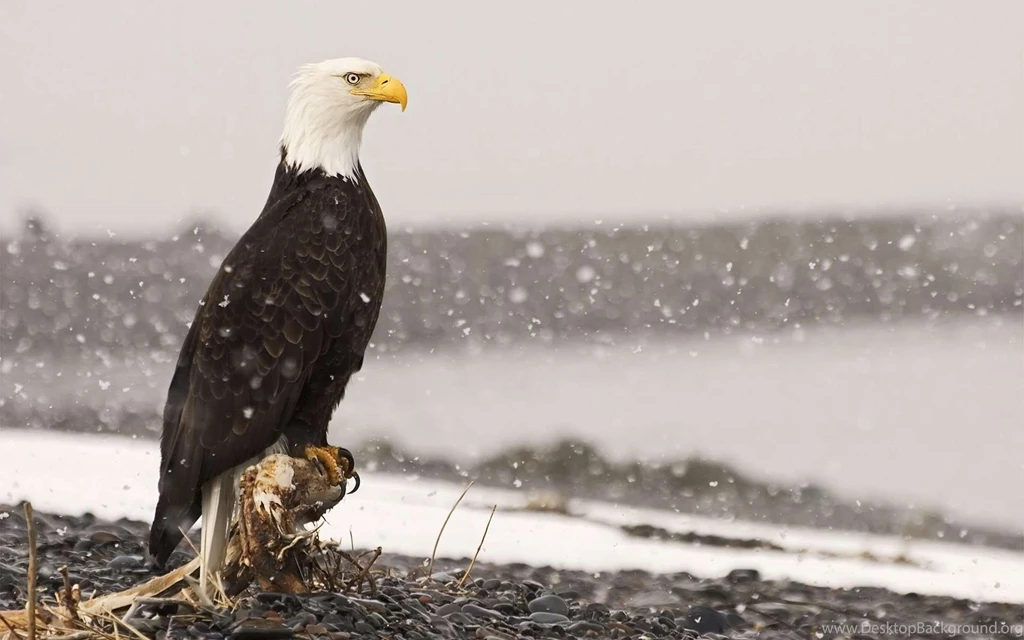 Beautiful Bald Eagle Wallpapers
