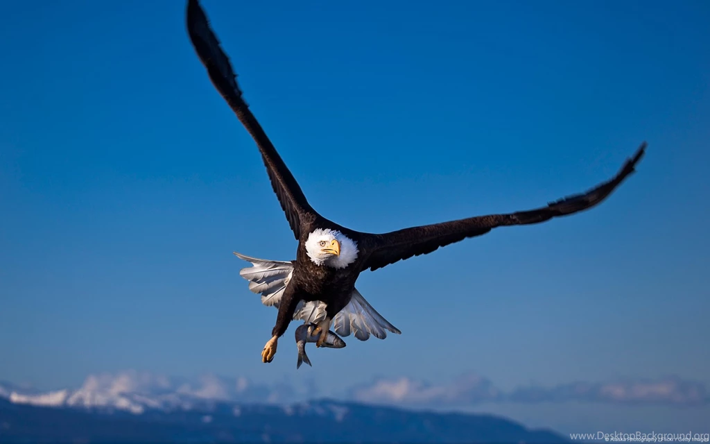 319 Eagle HD Wallpapers