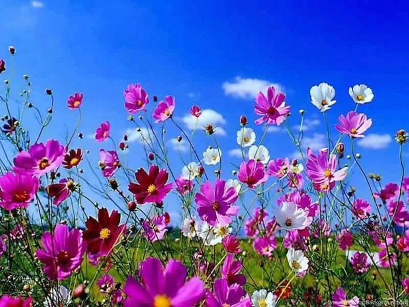 Springtime Happiness HD Desktop Backgrounds Wallpapers Mela