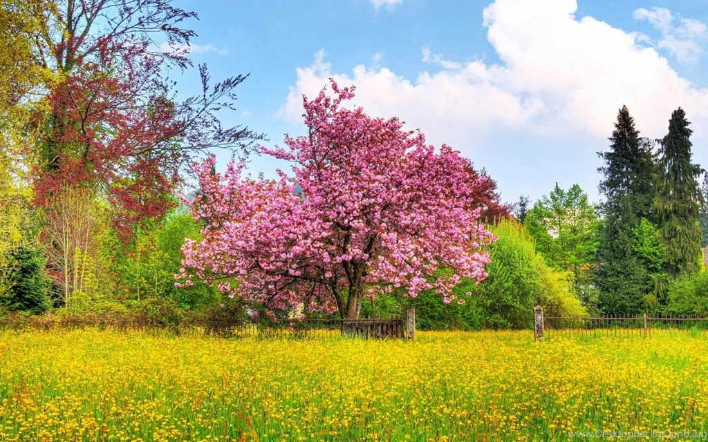 Free Spring Screensavers And Wallpapers HD Wallpapers Lovely