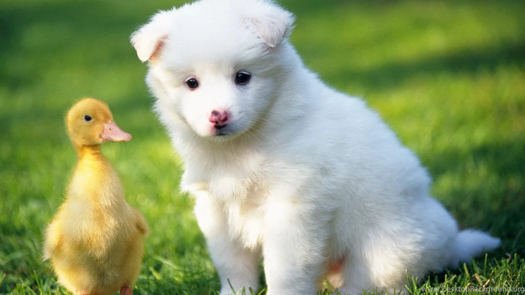 Pet Animals HD Wallpapers