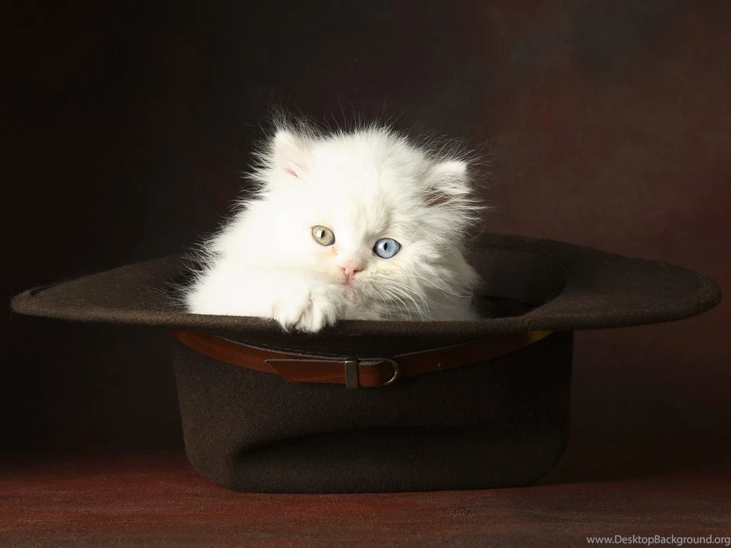 Cute Kitten Babies Pets And Animals Wallpapers (16731325) Fanpop