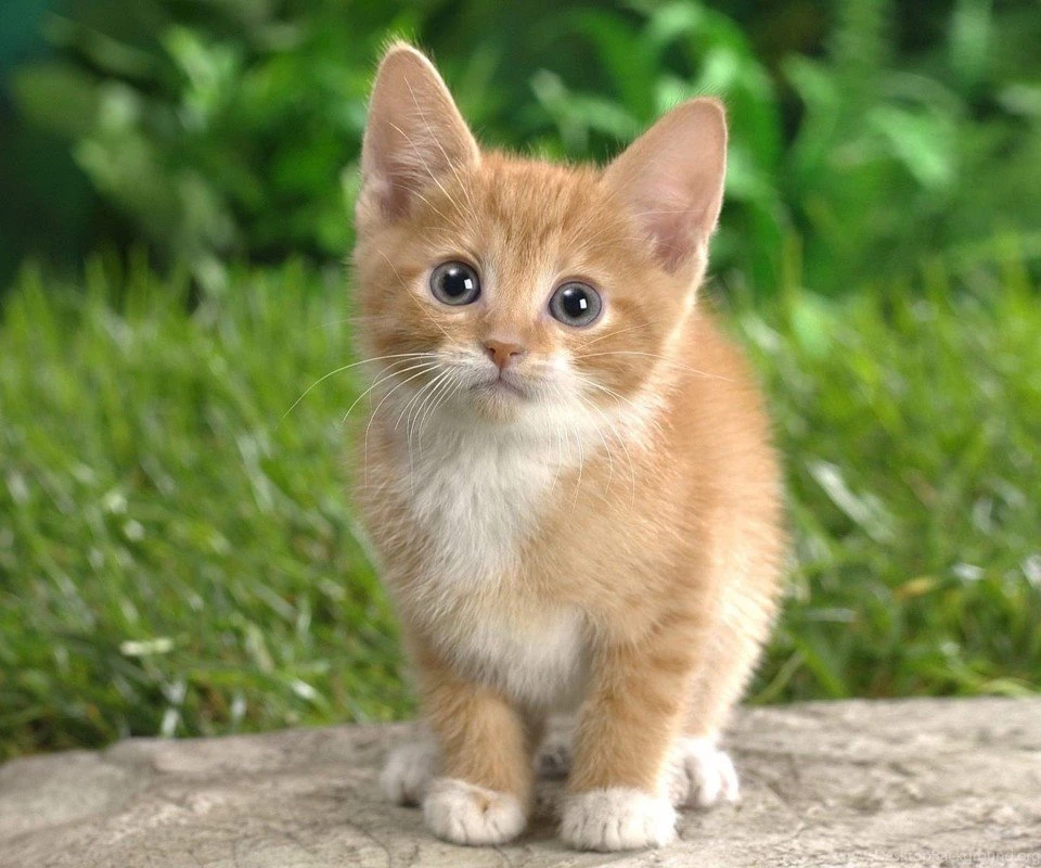Cute & Lovely Kitten Pet Animal Images & Photos Wallpapers