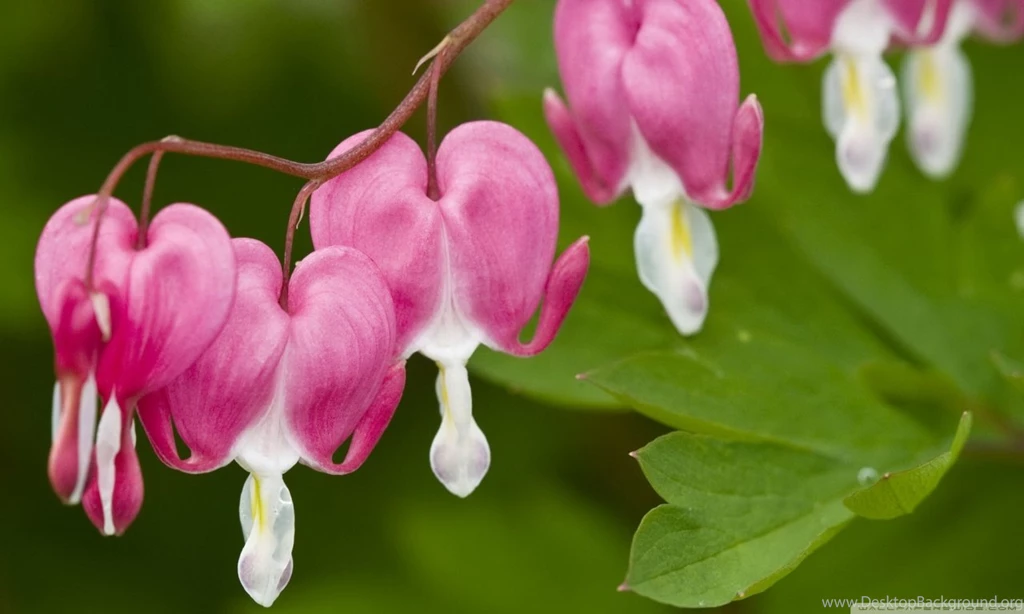 Bleeding Heart Flower HD Desktop Wallpapers : Widescreen : High ...