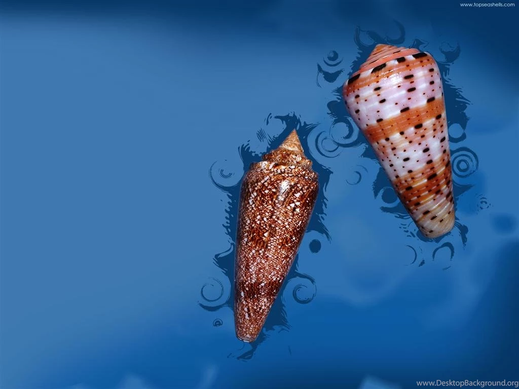 Sea Shell Of Topseashells : Specimen Seashells For Sale For Your ...