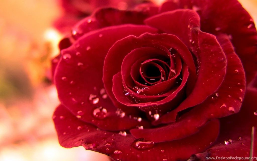 HQ Wallpapers 1080p Widescreen Flowers