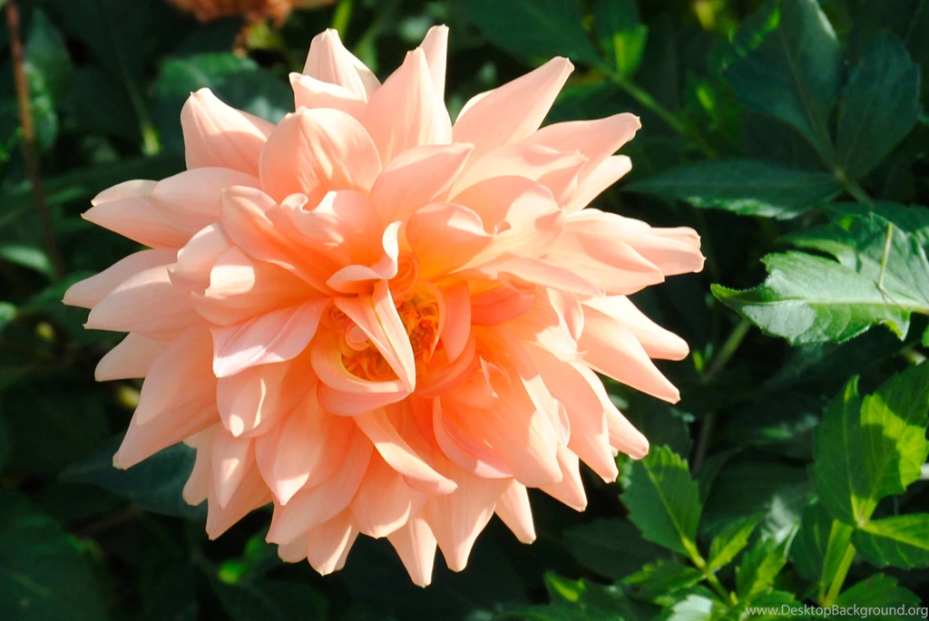 HD Flower Nature Garden Widescreen Wallpapers Download ...